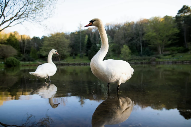 a couple of white swans standing on top of a lake, an album cover, by Jacob Duck, unsplash, # nofilter, low angle shot, outdoor photo, museum quality photo