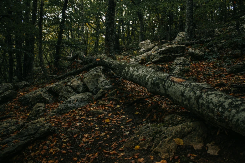 a fallen tree in the middle of a forest, by Elsa Bleda, unsplash contest winner, rocky terrain, autum, today\'s featured photograph 4k, dark wood