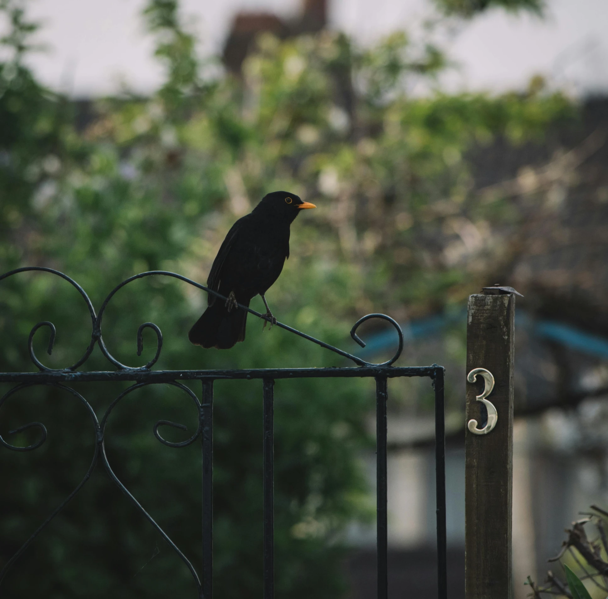 a black bird sitting on top of a gate, pexels contest winner, rule of three, in front of the house, 🦩🪐🐞👩🏻🦳, 1 8 3 4