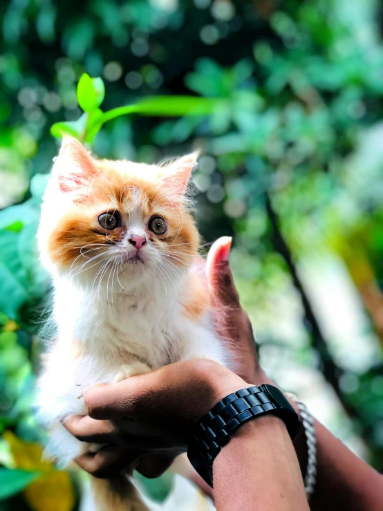 a close up of a person holding a cat, pexels contest winner, indonesia, it\'s name is greeny, shrugging, nugget