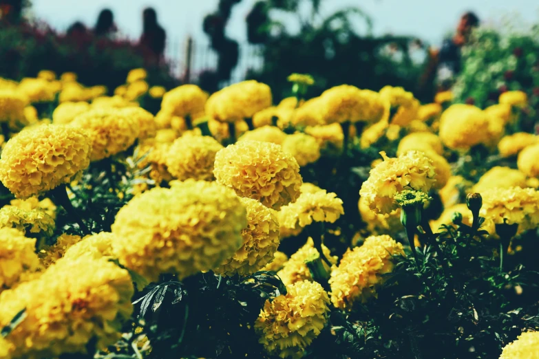a field of yellow flowers with people in the background, a picture, unsplash, chrysanthemums, retro stylised, peonies, high quality image”