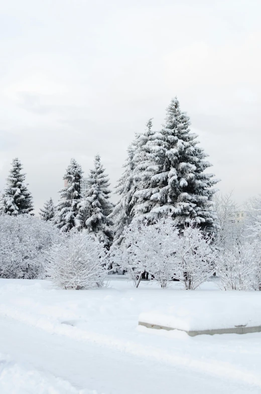 a man riding a snowboard down a snow covered slope, an album cover, inspired by Vladimir Borovikovsky, pexels contest winner, spruce trees, silver，ivory, panorama, exterior botanical garden