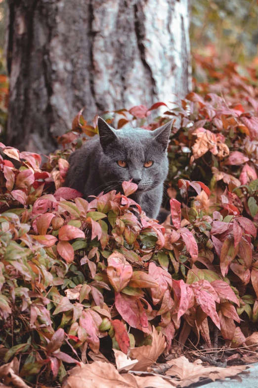 a gray cat sitting on top of a pile of leaves, a photo, unsplash contest winner, shrubs, crimson themed, minn