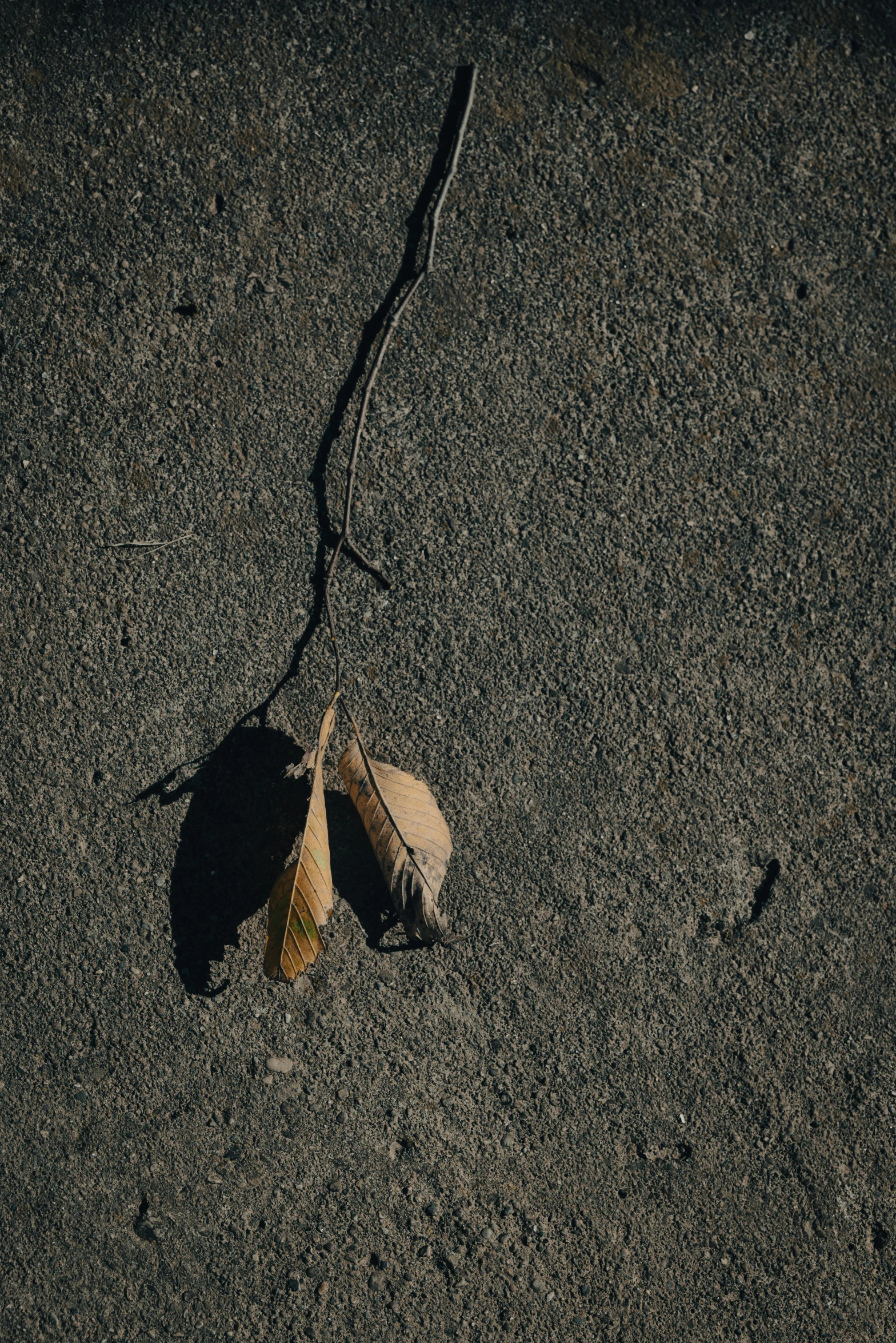 a leaf that is laying on the ground, by Elsa Bleda, unsplash, postminimalism, concrete poetry, 15081959 21121991 01012000 4k