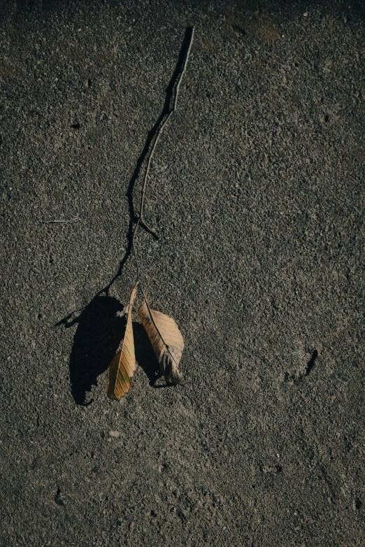 a leaf that is laying on the ground, by Elsa Bleda, unsplash, postminimalism, concrete poetry, 15081959 21121991 01012000 4k