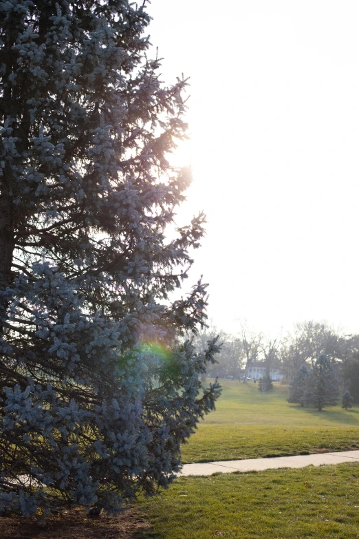 a red fire hydrant sitting on top of a lush green field, a photo, inspired by Édouard Detaille, romanticism, winter sun, tall pine trees, panoramic, :: morning