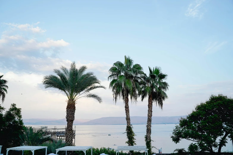 a couple of palm trees sitting on top of a lush green field, unsplash, hurufiyya, the dead sea, at the terrace, conde nast traveler photo, multiple stories