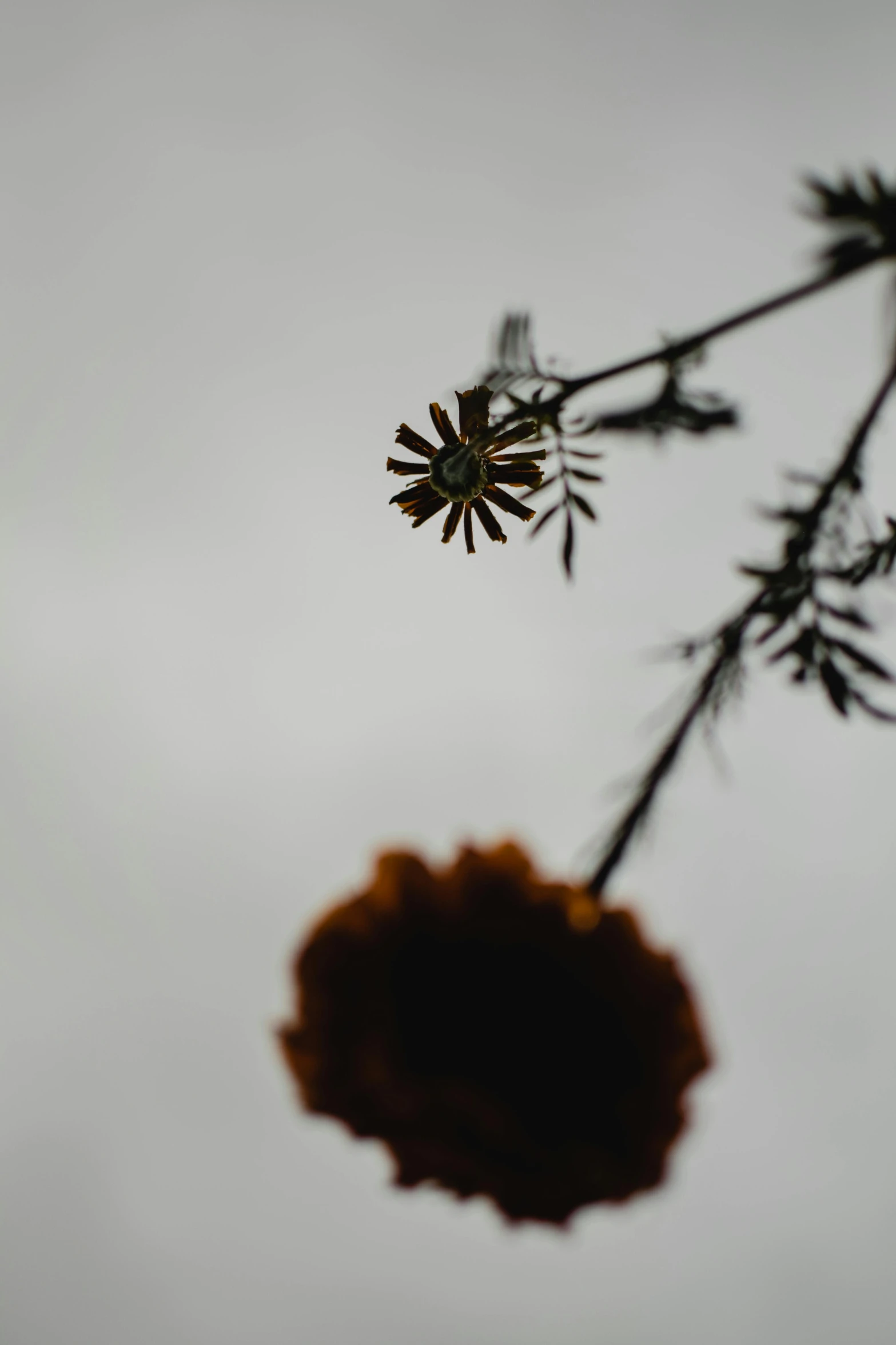 a close up of a flower with a sky in the background, by Jessie Algie, minimalism, dried fern, marigold, overcast bokeh - c 5, silhouette :7