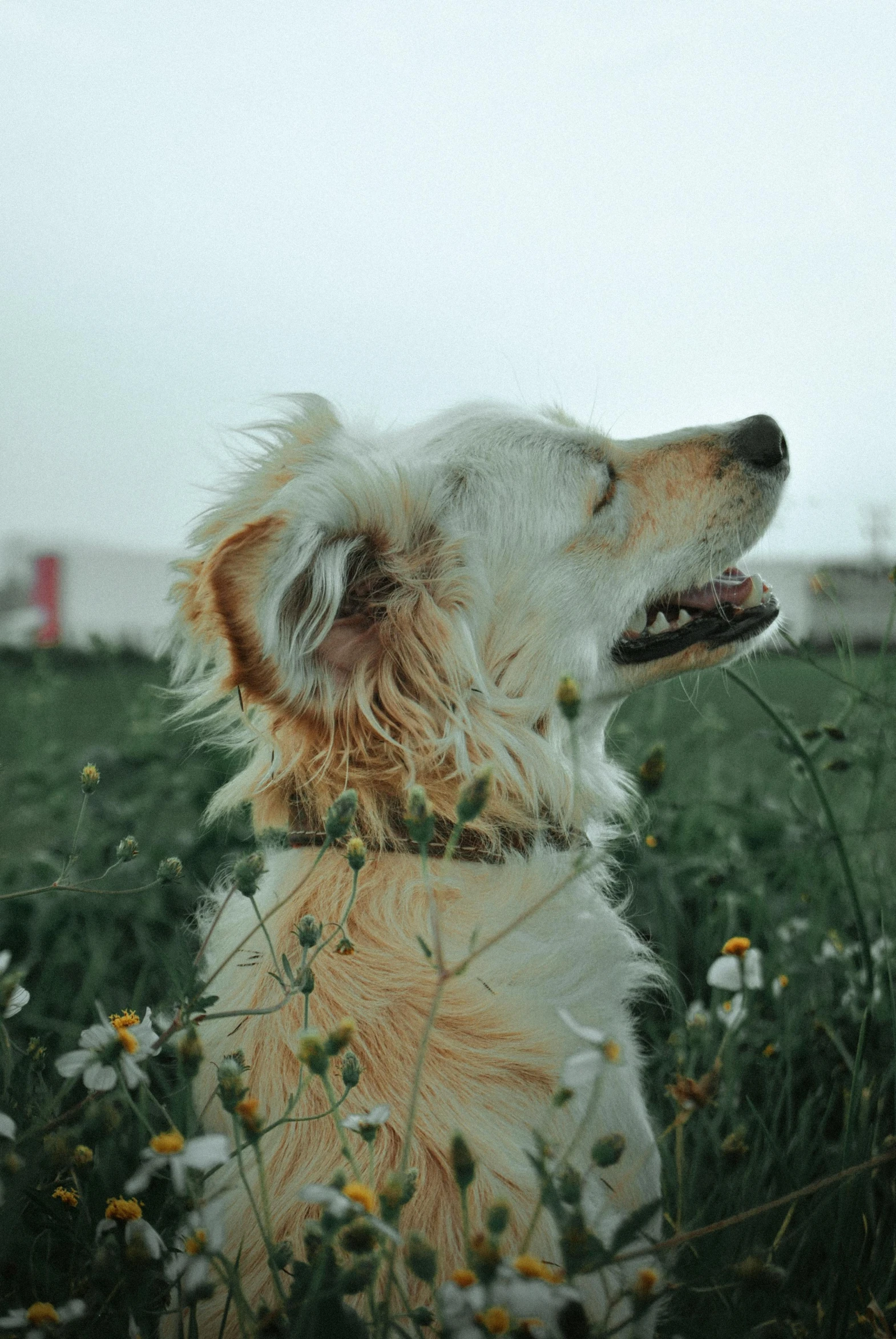 a dog that is sitting in the grass, in a field with flowers