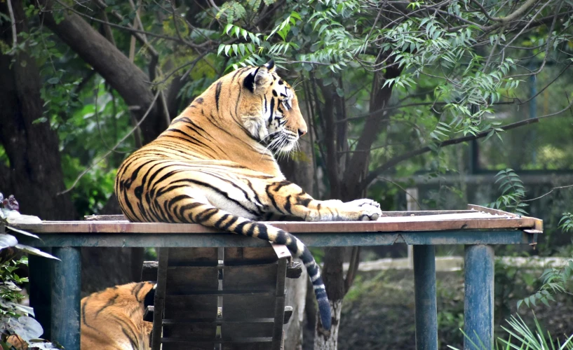 a tiger sitting on top of a wooden table, sitting on a bench