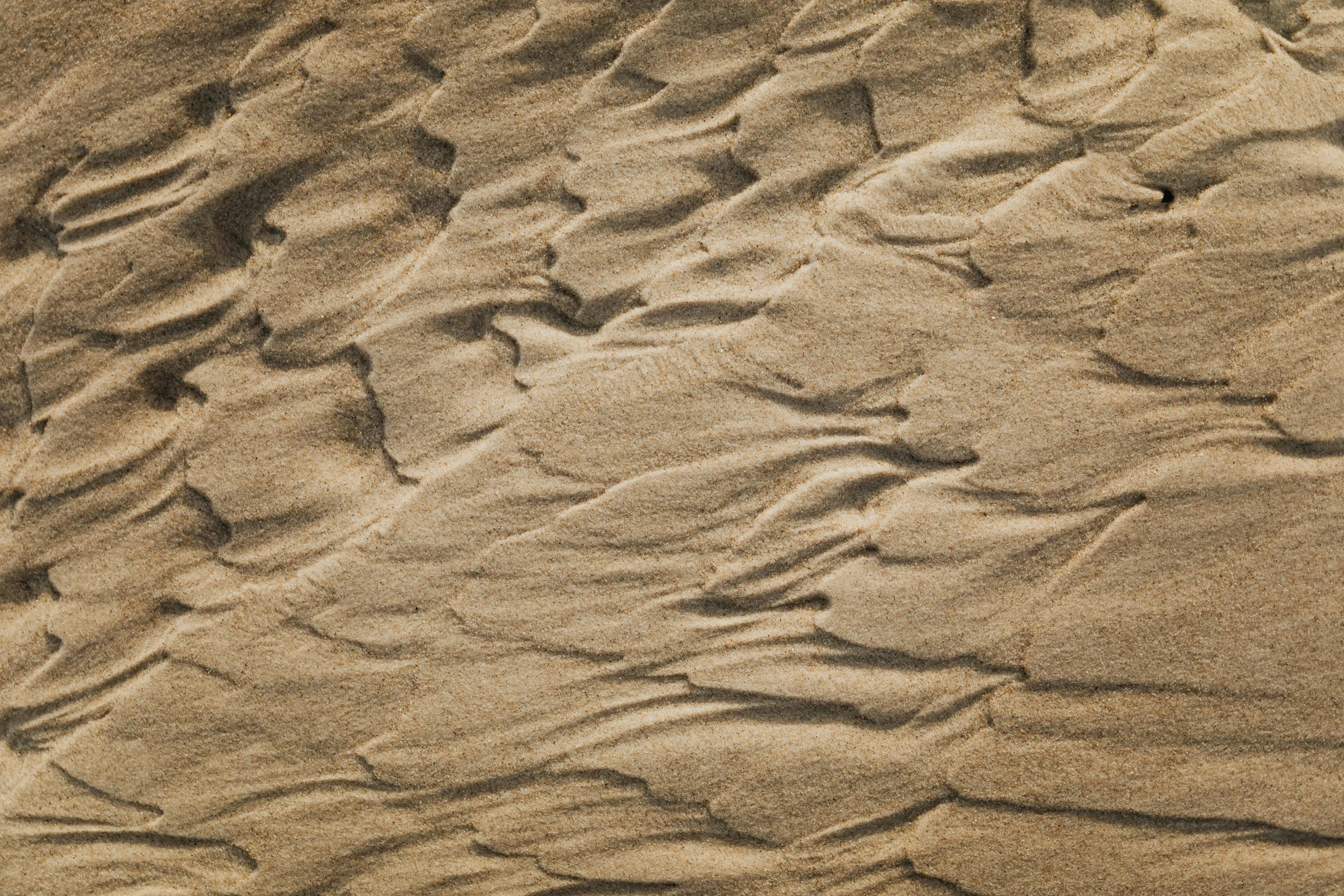 a bird standing on top of a sandy beach, inspired by Edward Weston, unsplash, texture of sand, intricate wrinkles, sandy beige, varying thickness