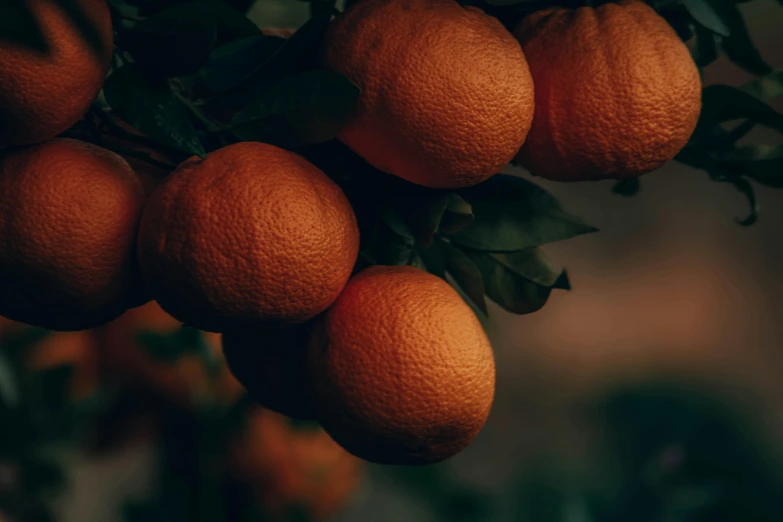 a bunch of oranges hanging from a tree, pexels contest winner, warm moody lighting, 🦩🪐🐞👩🏻🦳, subtle detailing, organics