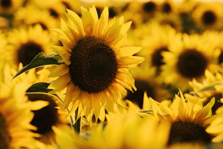 a field of sunflowers on a sunny day, an album cover, pexels contest winner, renaissance, yellow and black, 🦩🪐🐞👩🏻🦳, uncrop, lightweight