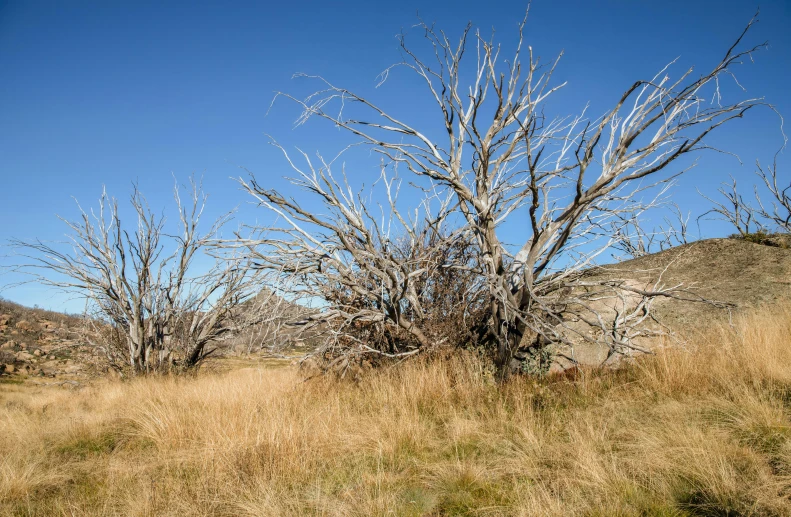 a fire hydrant sitting in the middle of a dry grass field, by Peter Churcher, unsplash, land art, huge tree trunks, tawa trees, panorama, high detail photo of a deserted