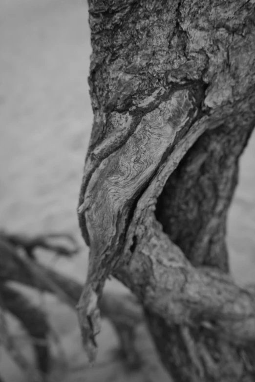 a black and white photo of a tree, a black and white photo, unsplash, lyrical abstraction, nose made of wood, natural materials :: high detail, vine art, sculpture made of wood