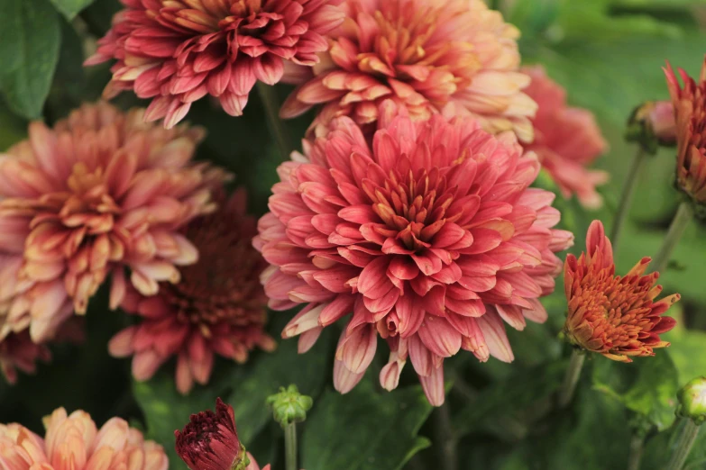 a close up of a bunch of flowers, light red and deep orange mood, chrysanthemums, subtle detailing, highly polished