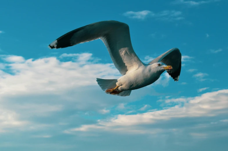 a bird that is flying in the sky, an album cover, pexels contest winner, arabesque, maritime, super high resolution, ready to eat, full 8k high quality resolution