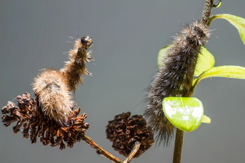 a close up of a plant with a cater on it, a macro photograph, by Jan Rustem, hurufiyya, the caterpillar, promo image, fluffy tail, dried plants