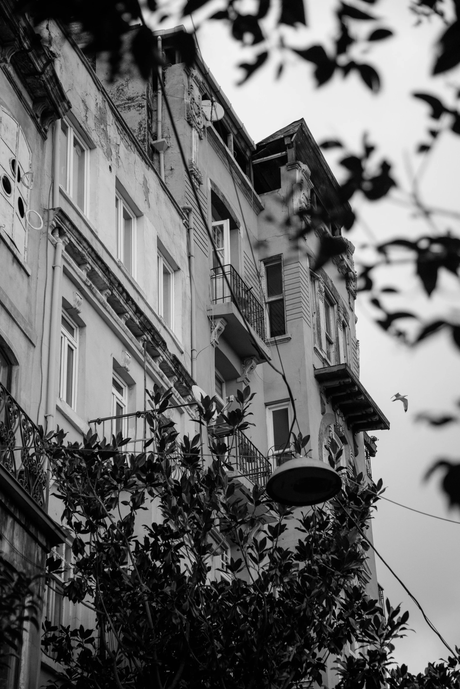 a black and white photo of a tall building, a black and white photo, by Altichiero, unsplash contest winner, arabesque, branches and ivy, fallout style istanbul, houses with faces, late summer evening