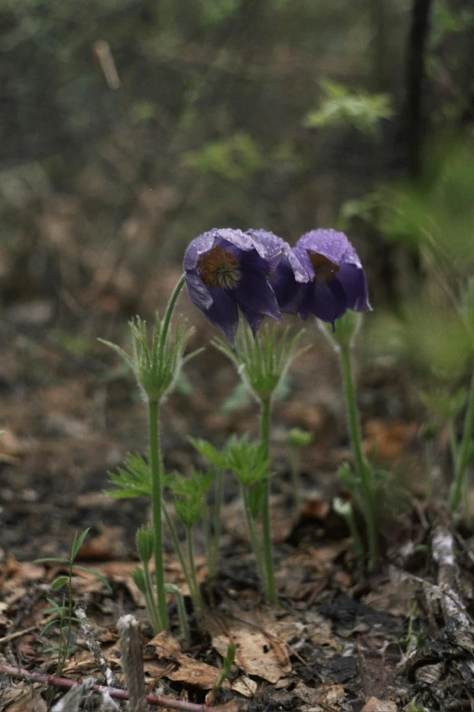 a couple of purple flowers sitting on top of a forest floor, slide show, photograph, explore, gray