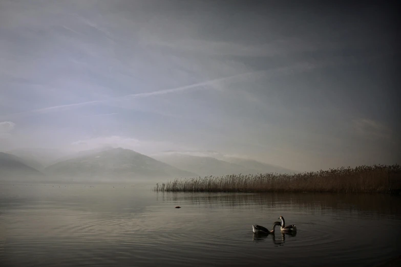 a couple of ducks floating on top of a lake, inspired by Pierre Pellegrini, unsplash contest winner, romanticism, wales, paul barson, 2022 photograph, swans