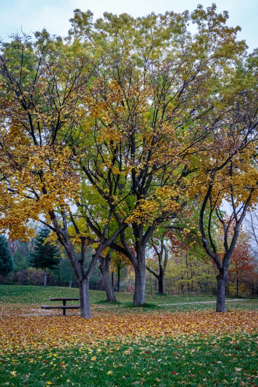 a park bench in the middle of a field of leaves, by Sven Erixson, minneapolis, panoramic shot, tall large trees, picnic