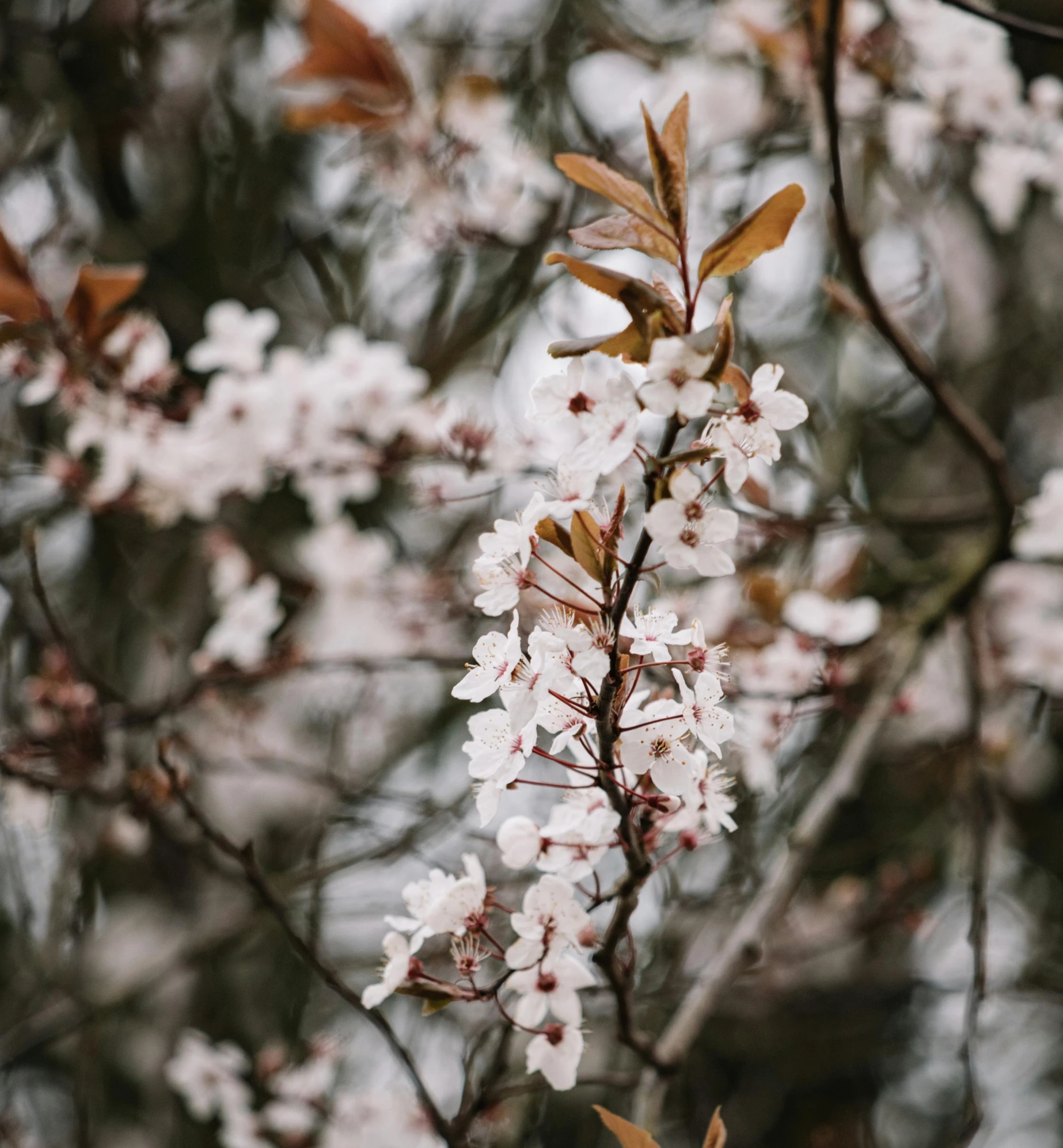 a close up of a bunch of flowers on a tree