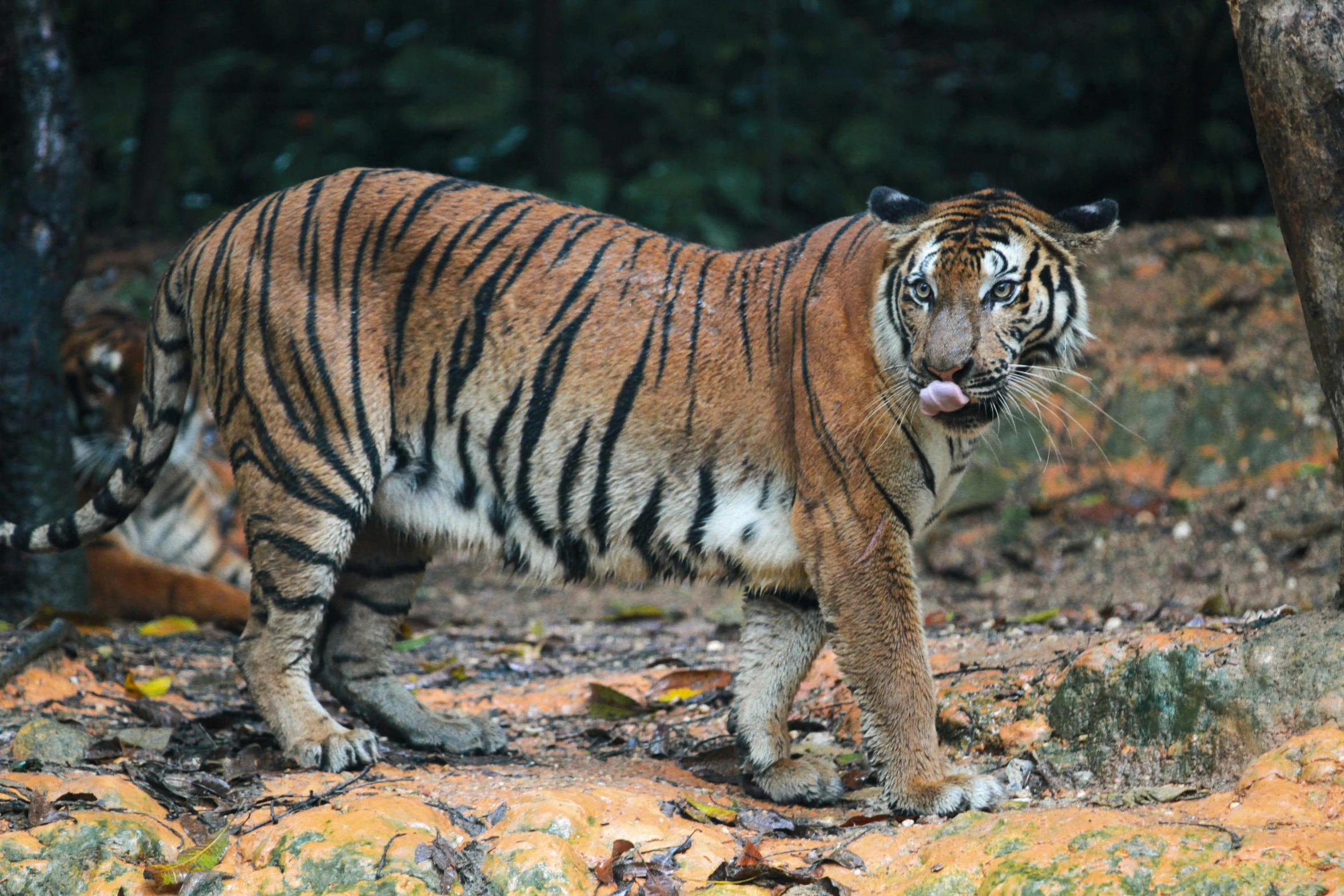 a tiger that is standing in the dirt, by Adam Marczyński, pexels contest winner, sumatraism, maus in forest, ready to eat, getty images, female gigachad