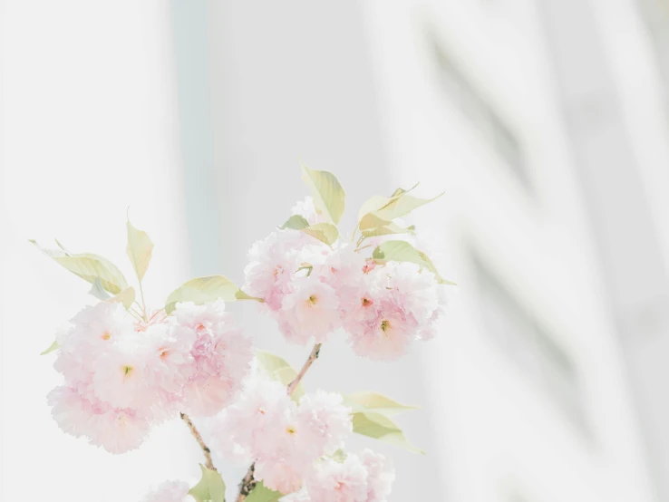 a vase filled with pink flowers on top of a table, inspired by Maruyama Ōkyo, trending on unsplash, background image, sakura bloomimg, soft light - n 9, iphone wallpaper