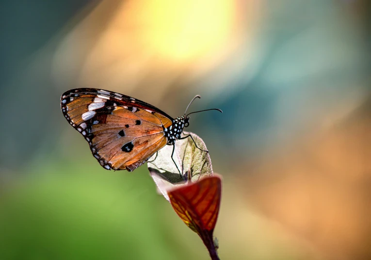 a close up of a butterfly on a flower, by Eglon van der Neer, pexels contest winner, chilling on a leaf, beautiful animal pearl queen, soft light 4 k, full body close-up shot