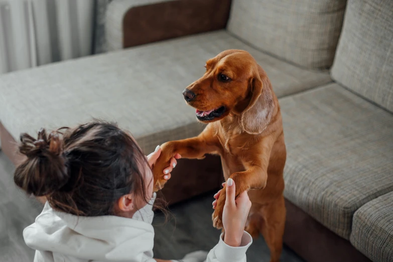 a little girl playing with a dog on the floor, pexels contest winner, waving arms, sitting on the couch, realistic », australian