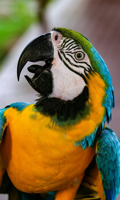 a colorful parrot sitting on top of a wooden bench, a portrait, by Dave Melvin, pexels contest winner, closeup of face, museum quality photo, today\'s featured photograph 4k, a high angle shot