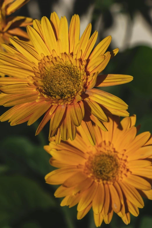 a group of yellow flowers sitting next to each other, up-close, slide show, yellow-orange, portrait closeup