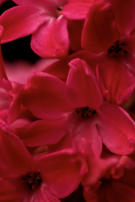 a close up of a bunch of red flowers, a macro photograph, inspired by Peter Basch, romanticism, rich deep pink, hyacinth, softly - lit, ultra - detail