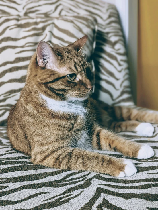 a cat sitting on top of a zebra print couch, by Julia Pishtar, unsplash, looking to his left, brown and white color scheme, wrinkly, taken on a 2000s camera