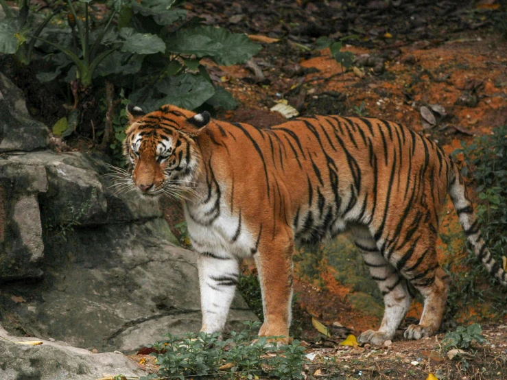 a tiger standing next to a pile of rocks, lush surroundings, wwf, 30 years old woman, malaysian