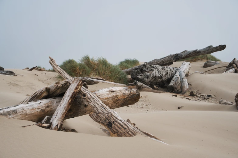 a couple of logs laying on top of a sandy beach, unsplash, land art, winding branches, portrait image, dunes, pacific northwest coast