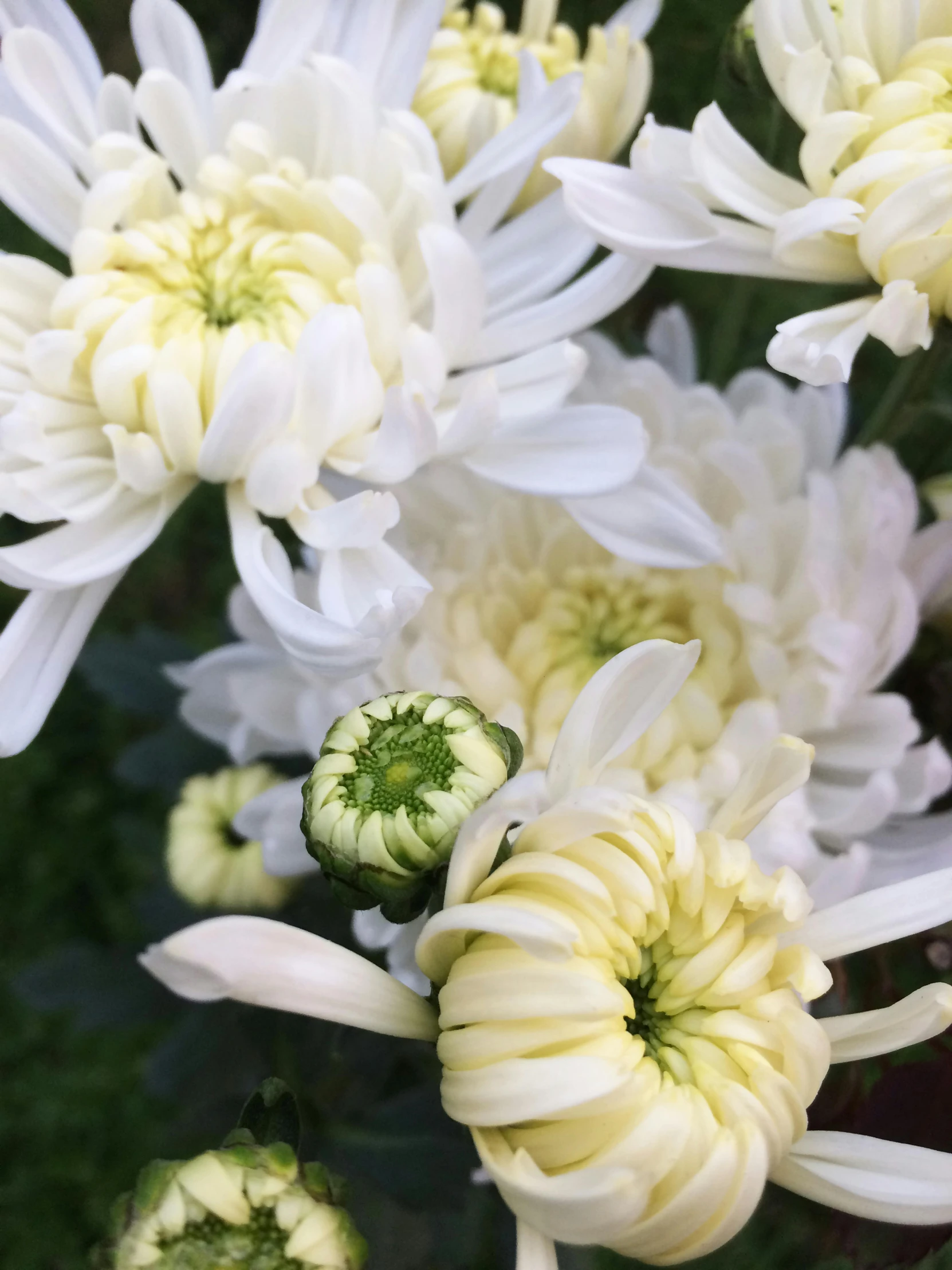 a close up of a bunch of white flowers, chrysanthemums, instagram post, low quality photo, slide show