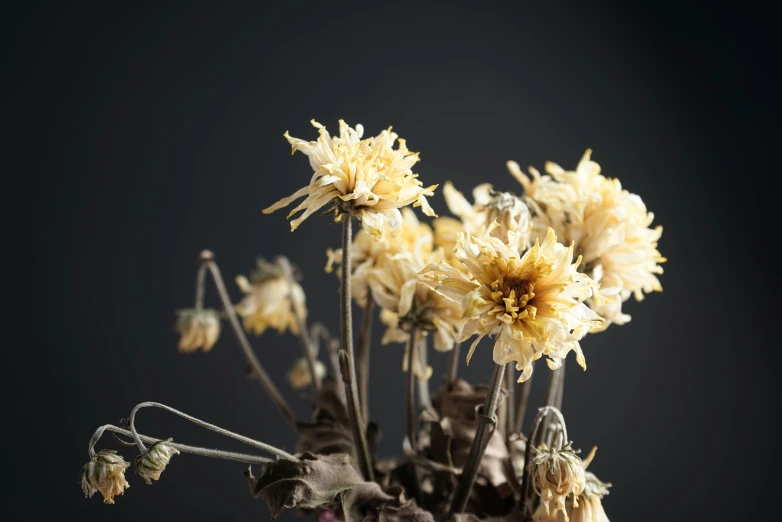 a vase filled with yellow flowers on top of a table, a macro photograph, inspired by Elsa Bleda, unsplash, vanitas, dried plants, chrysanthemum eos-1d, studio medium format photograph, grey