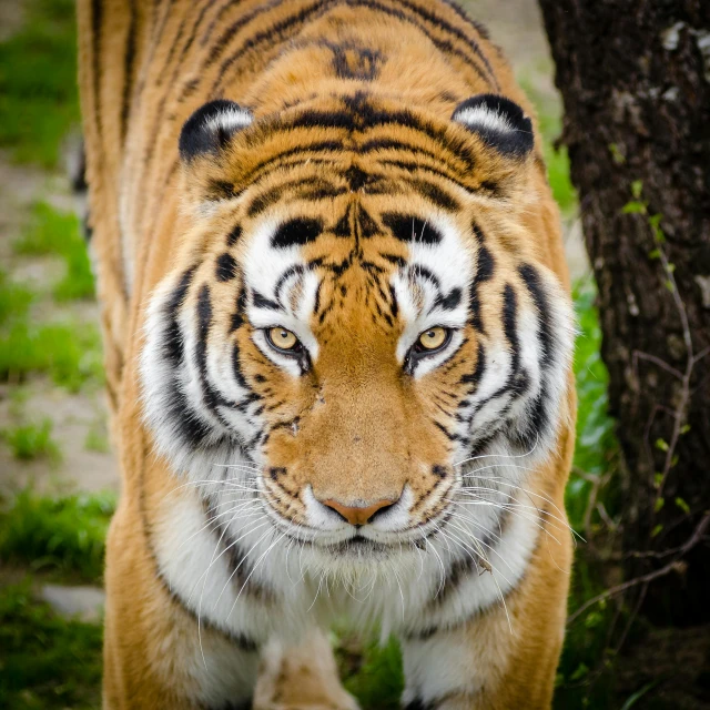 a close up of a tiger near a tree, walking towards the camera, posing for the camera