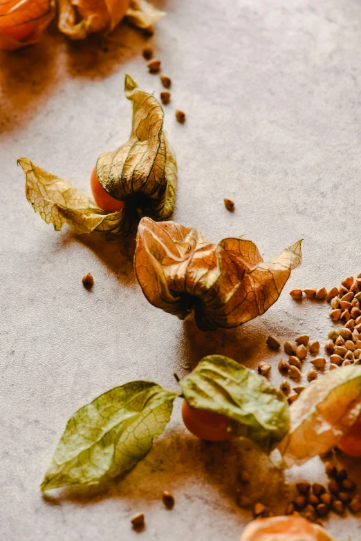 a close up of fruits and seeds on a table, a digital rendering, trending on pexels, renaissance, lotus petals, basil, dried flower, battered