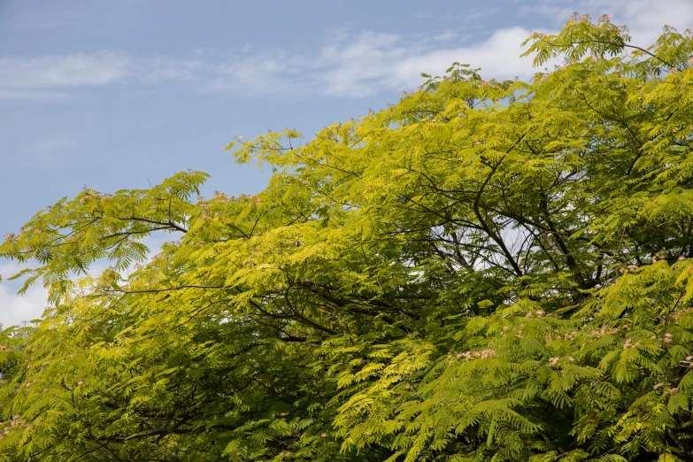 a giraffe standing on top of a lush green field, inspired by Anne Nasmyth, pexels, hurufiyya, maple trees along street, avatar image, cedar, yellow