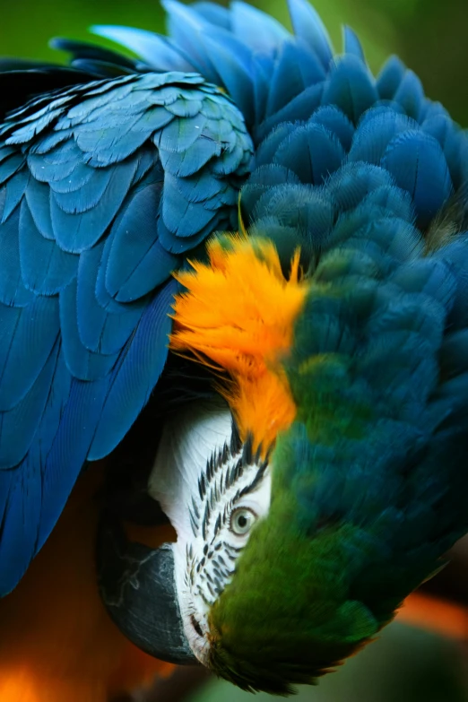 a blue and yellow parrot sitting on top of a tree branch, a portrait, pexels contest winner, renaissance, feathers growing out of skin, high angle close up shot, photographed for reuters, made of feathers