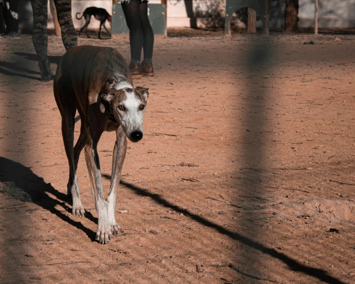 a dog that is standing in the dirt, people walking around, zoo photography, 15081959 21121991 01012000 4k, male emaciated