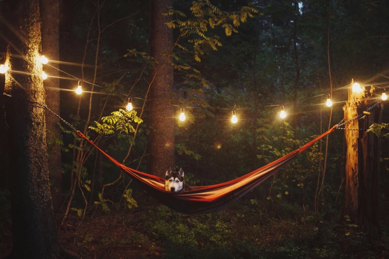 a dog laying in a hammock in the woods, pexels contest winner, renaissance, floating lights, retro vibe, calm evening, woodland location