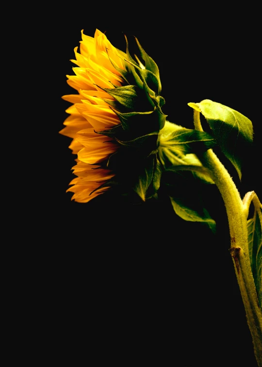 a single sunflower in a vase against a black background, an album cover, inspired by Jan Rustem, profile image, facing away, profile picture, university