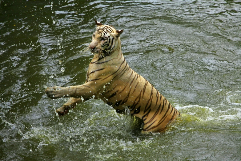 a tiger standing on its hind legs in the water, dabbing, fan favorite, malayalis attacking, reuters