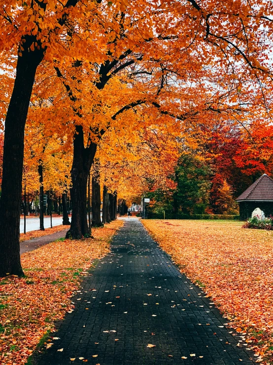 a street lined with lots of trees covered in orange leaves, by Julia Pishtar, multi-part