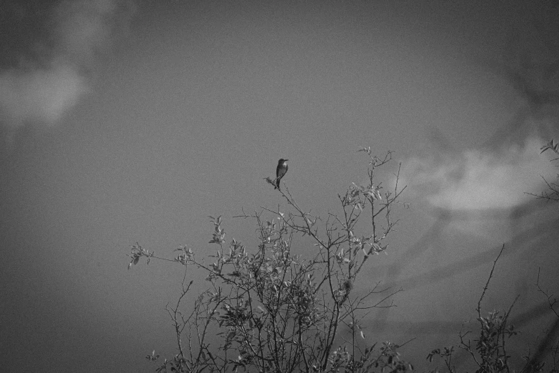 a black and white photo of a bird perched on a tree, minimalism, cinematic. by leng jun, phone photo, victor antonov, sky