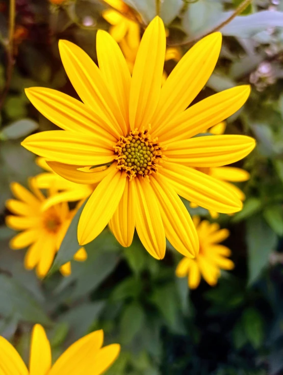 a close up of a bunch of yellow flowers, by Linda Sutton, giant daisy flower over head, no cropping, full - length photo, golden glow